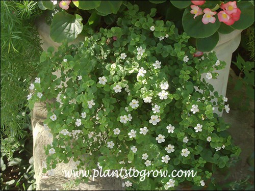 Cabana Bacopa growing with Asparagus Fern (left) and Wax Begonia.